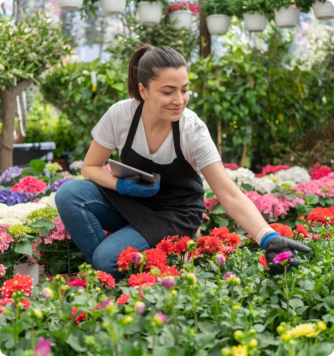 Gardener tending flowers in a greenhouse.