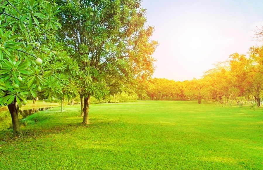 A sunlit green park with a single tree and clear skies.