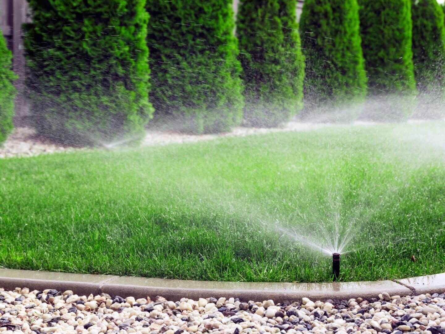 Sprinkler watering a green lawn with a hedge in the background.