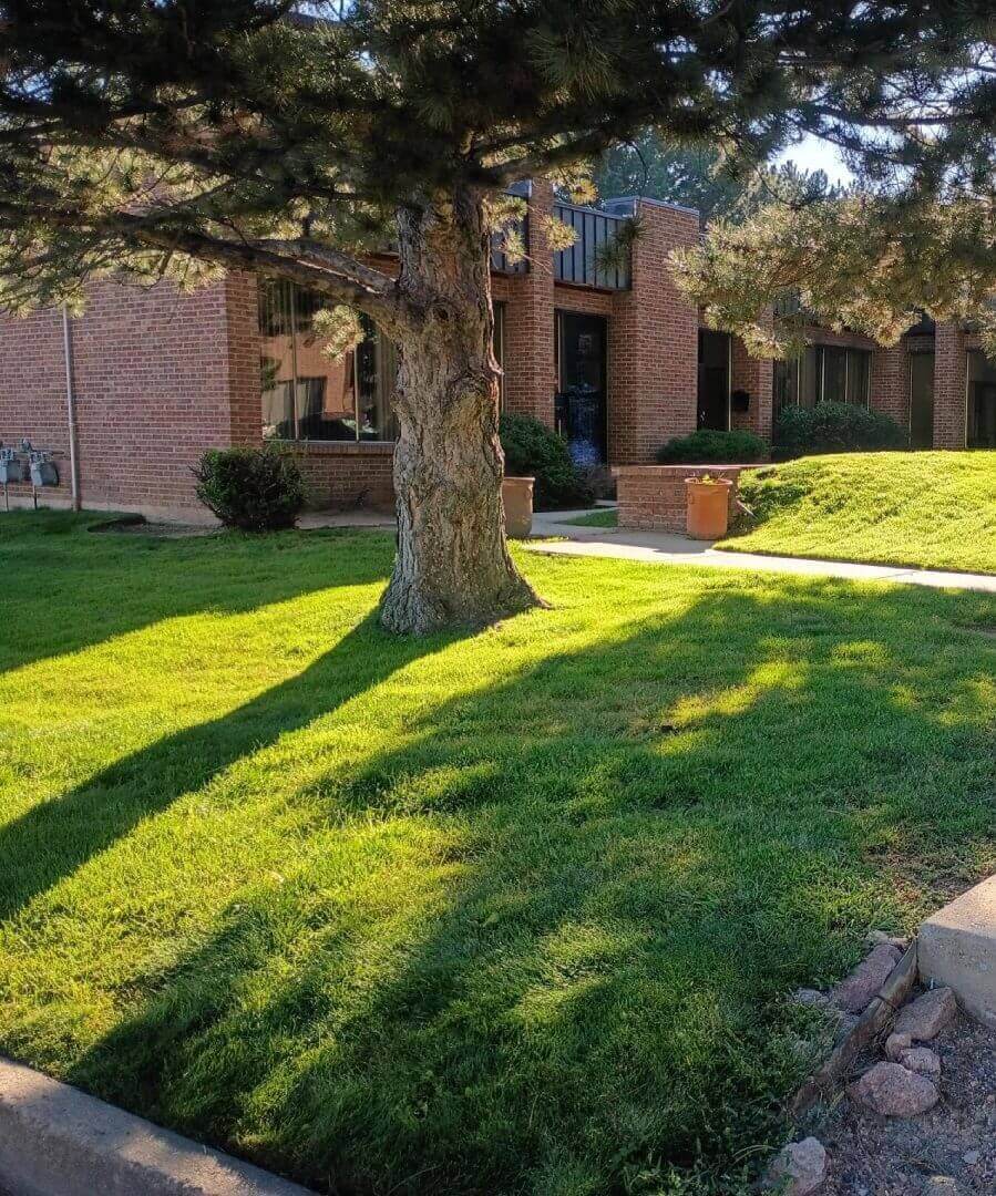 Sunlight casts long shadows of a tree on vibrant green grass near a brick building.